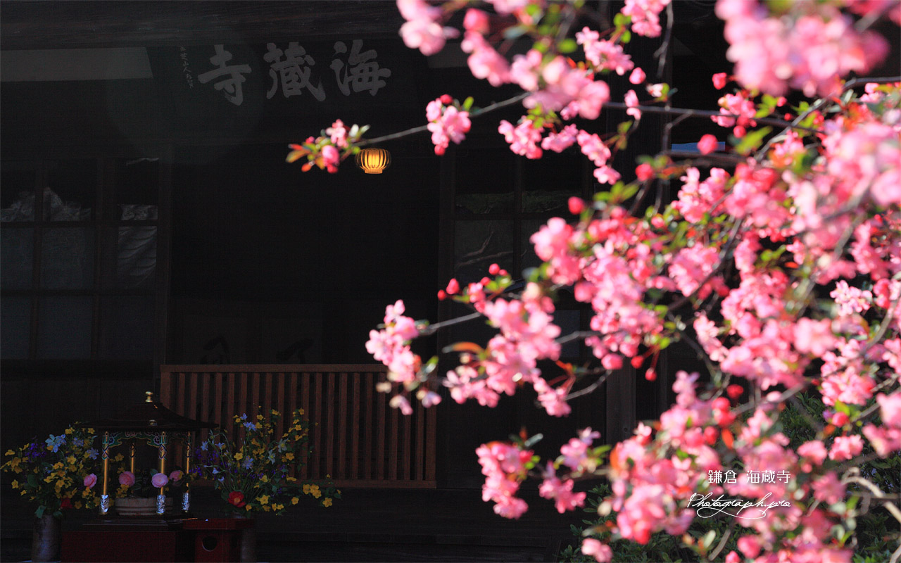 海蔵寺 ハナカイドウ越しの花御堂 壁紙