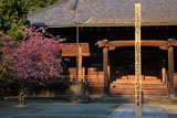 妙本寺 カイドウと祖師堂
