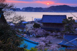 桜と材木座海岸