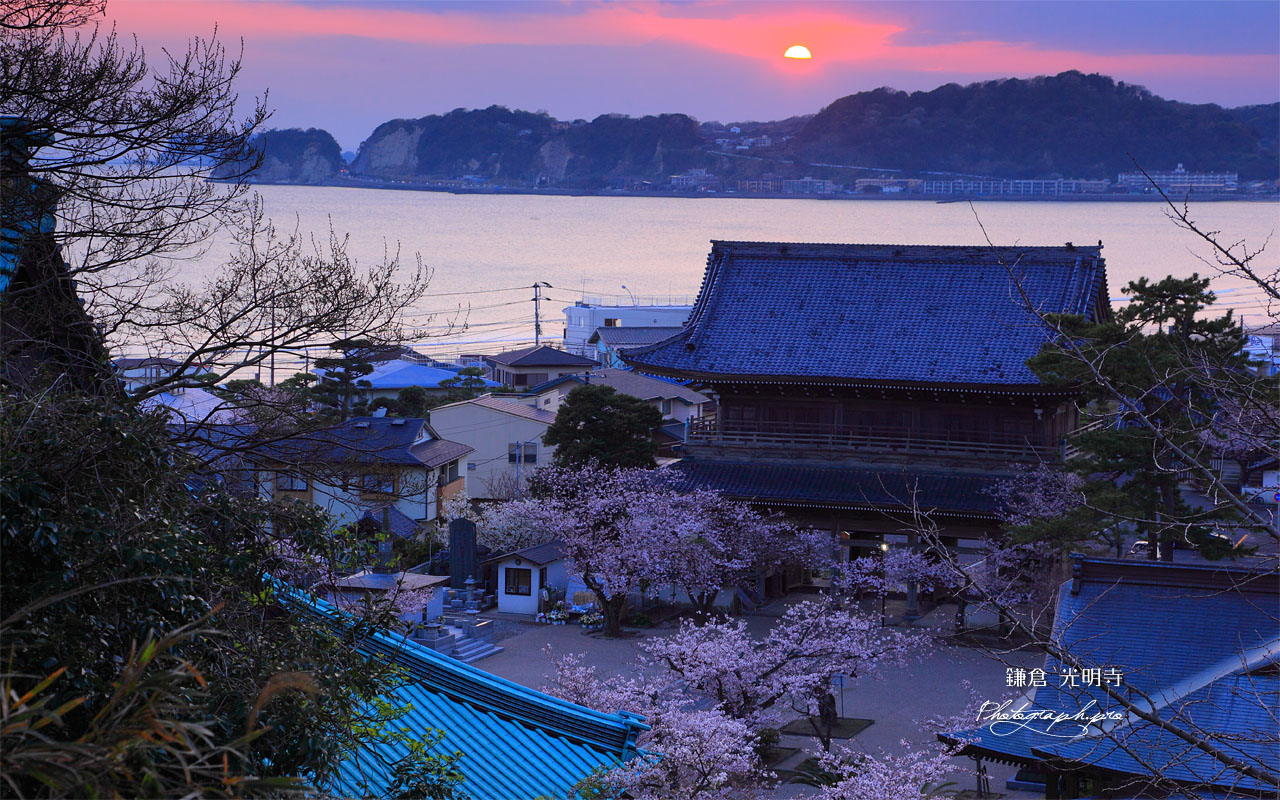 桜と材木座海岸 壁紙