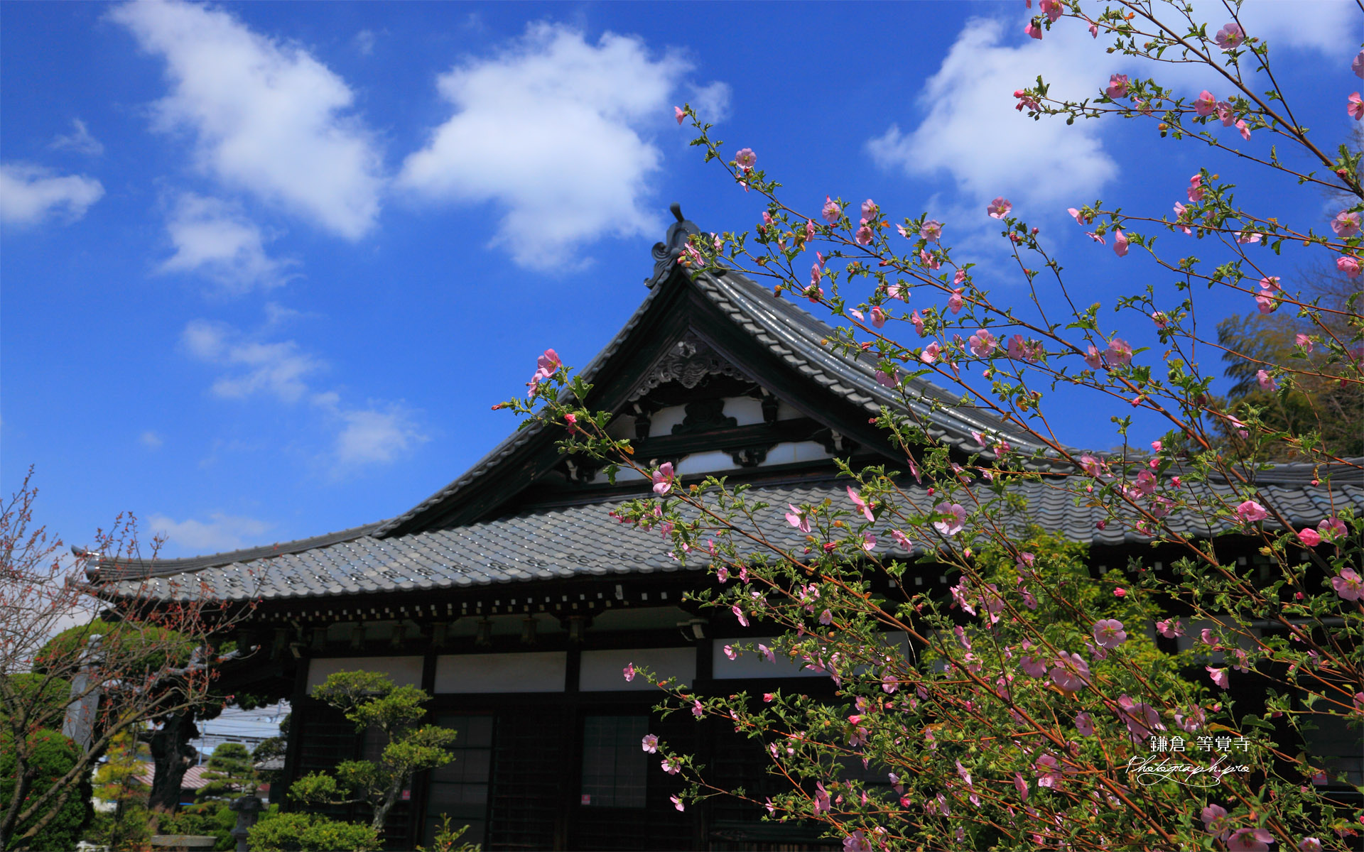 鎌倉等覚寺 アニソドンテアと本堂