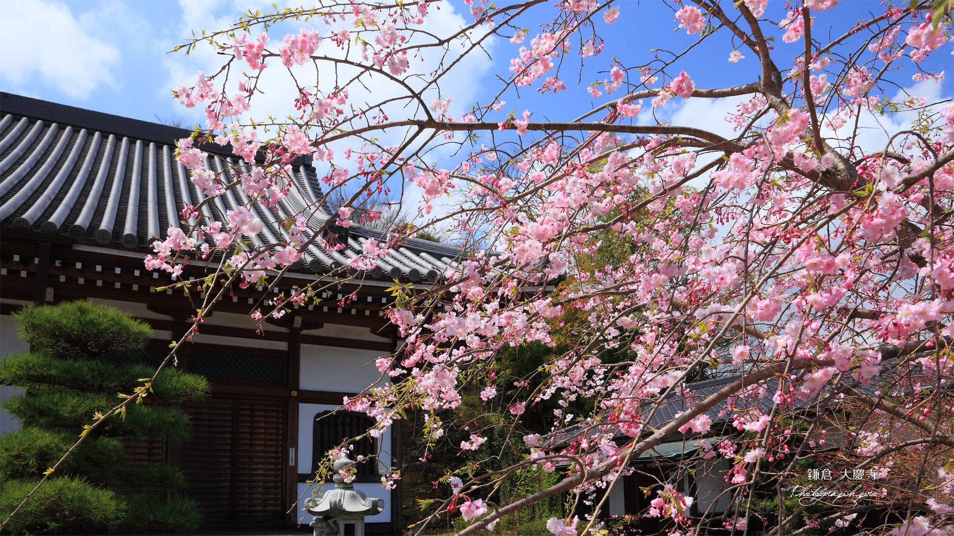 鎌倉大慶寺 紅枝垂れ桜と本堂