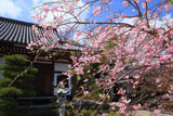 鎌倉大慶寺 紅枝垂れ桜と本堂