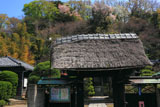 鎌倉等覚寺山門と裏山の桜