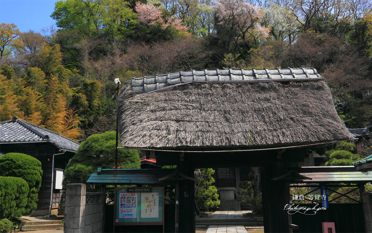 鎌倉等覚寺山門と裏山の桜 壁紙