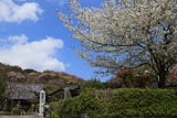鎌倉圓久寺の桜