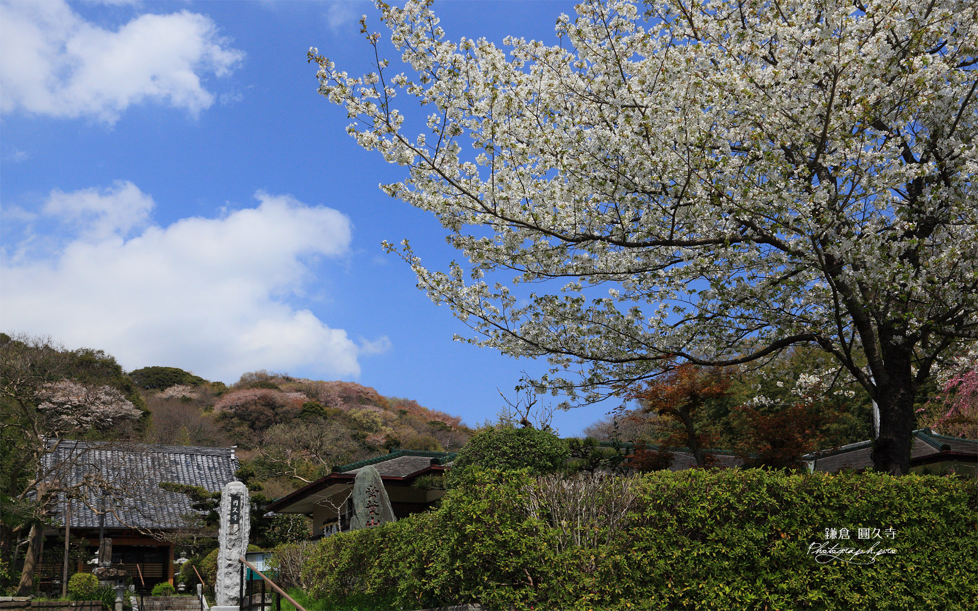 鎌倉圓久寺の桜