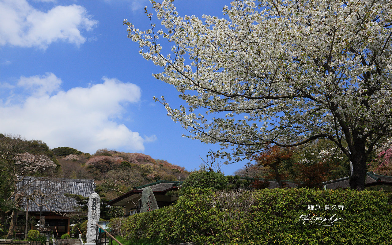 鎌倉圓久寺の桜 壁紙