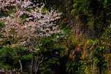 銭洗弁天の桜