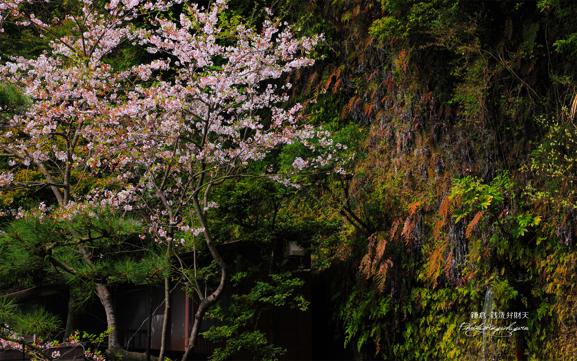 銭洗弁天の桜