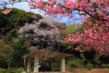 源氏山公園 カイドウとヤマザクラ