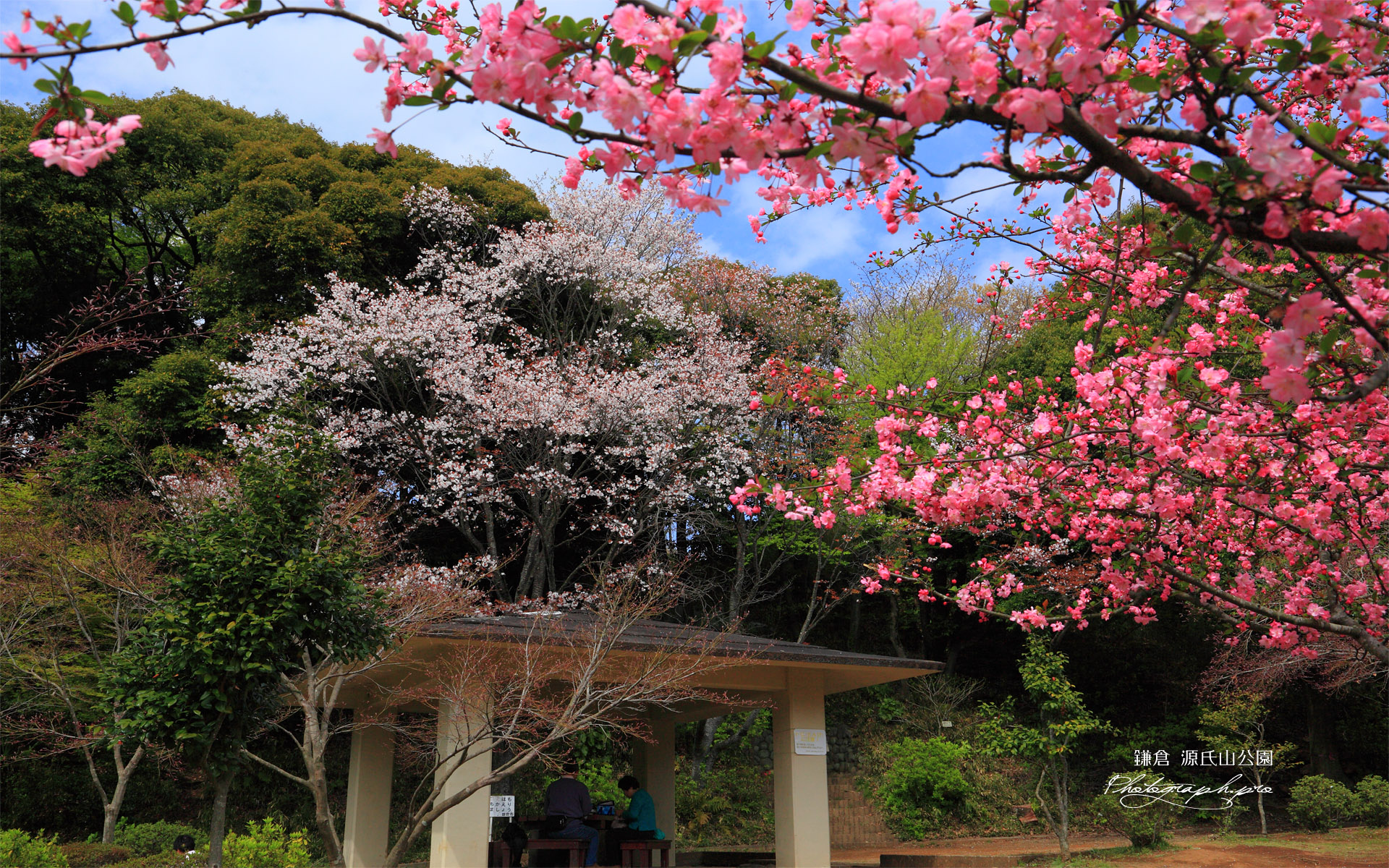 源氏山公園 カイドウとヤマザクラ
