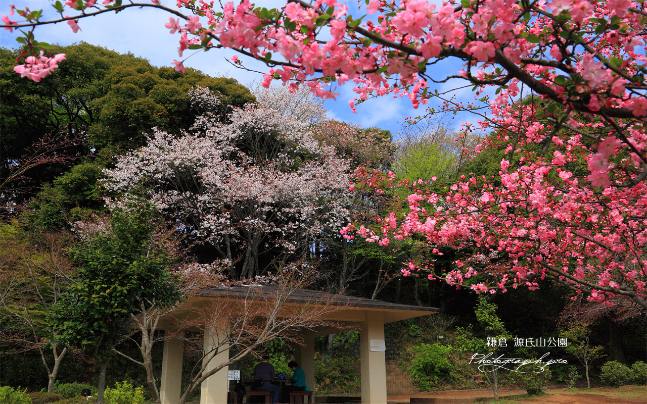 源氏山公園 カイドウとヤマザクラ 壁紙
