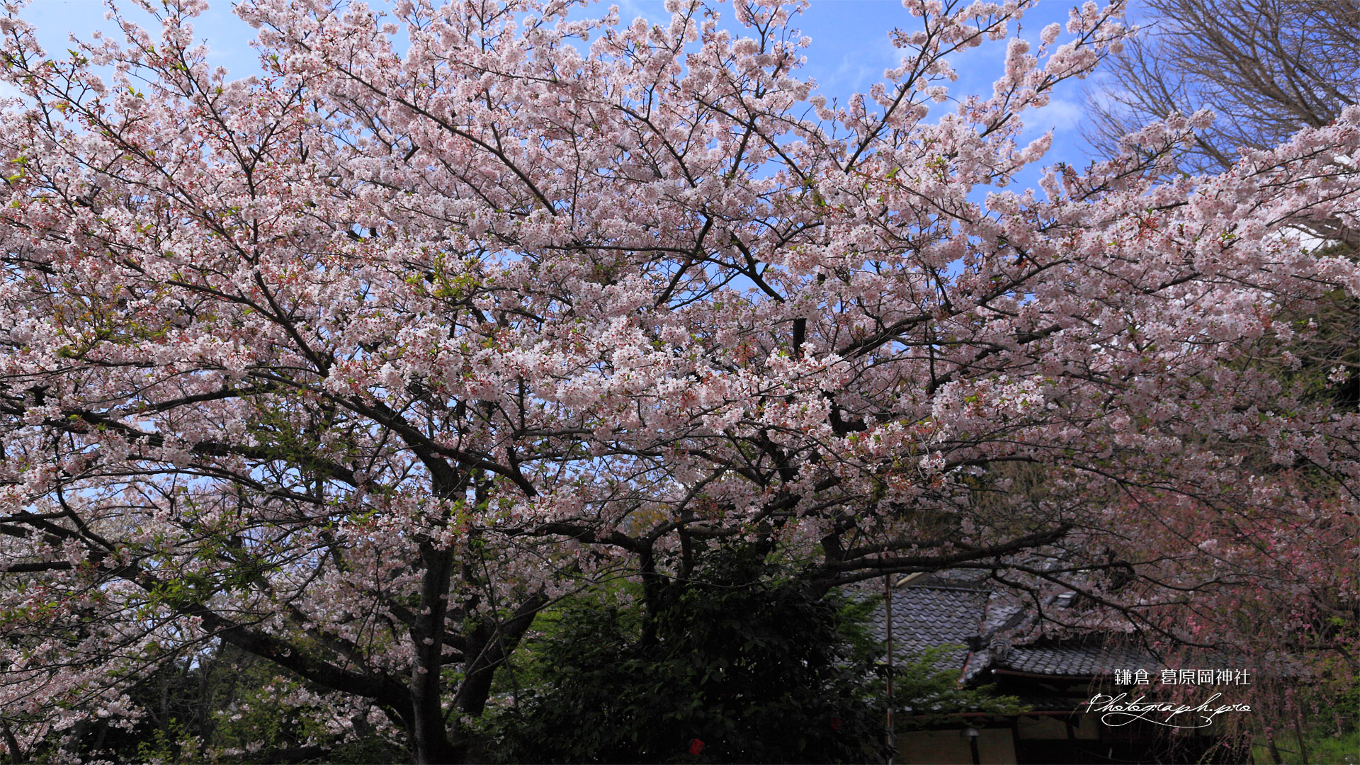 鎌倉葛原岡神社 サクラと社務所