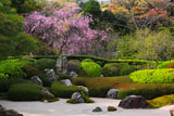 明月院枯山水庭園と枝垂桜