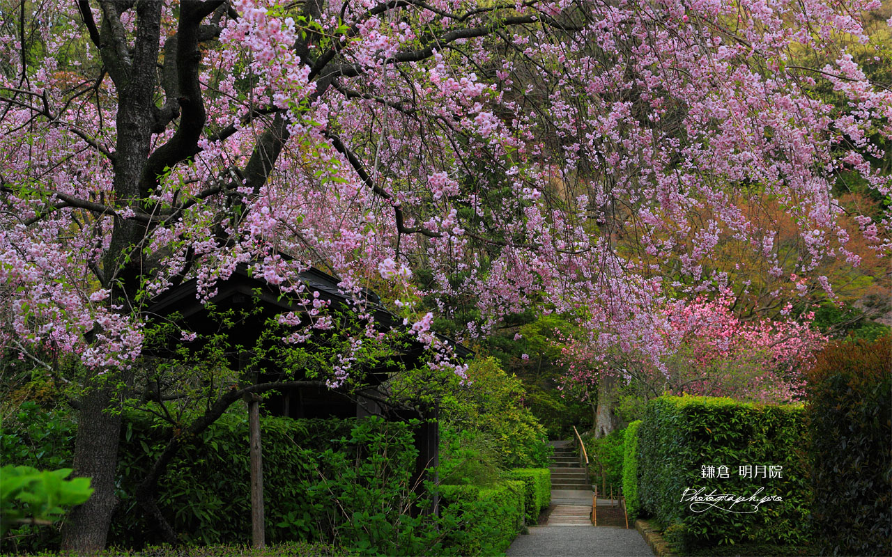 明月院の枝垂桜と山門 壁紙