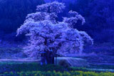暁の小沢の桜