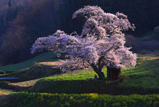 小沢の桜