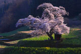 田村市の桜