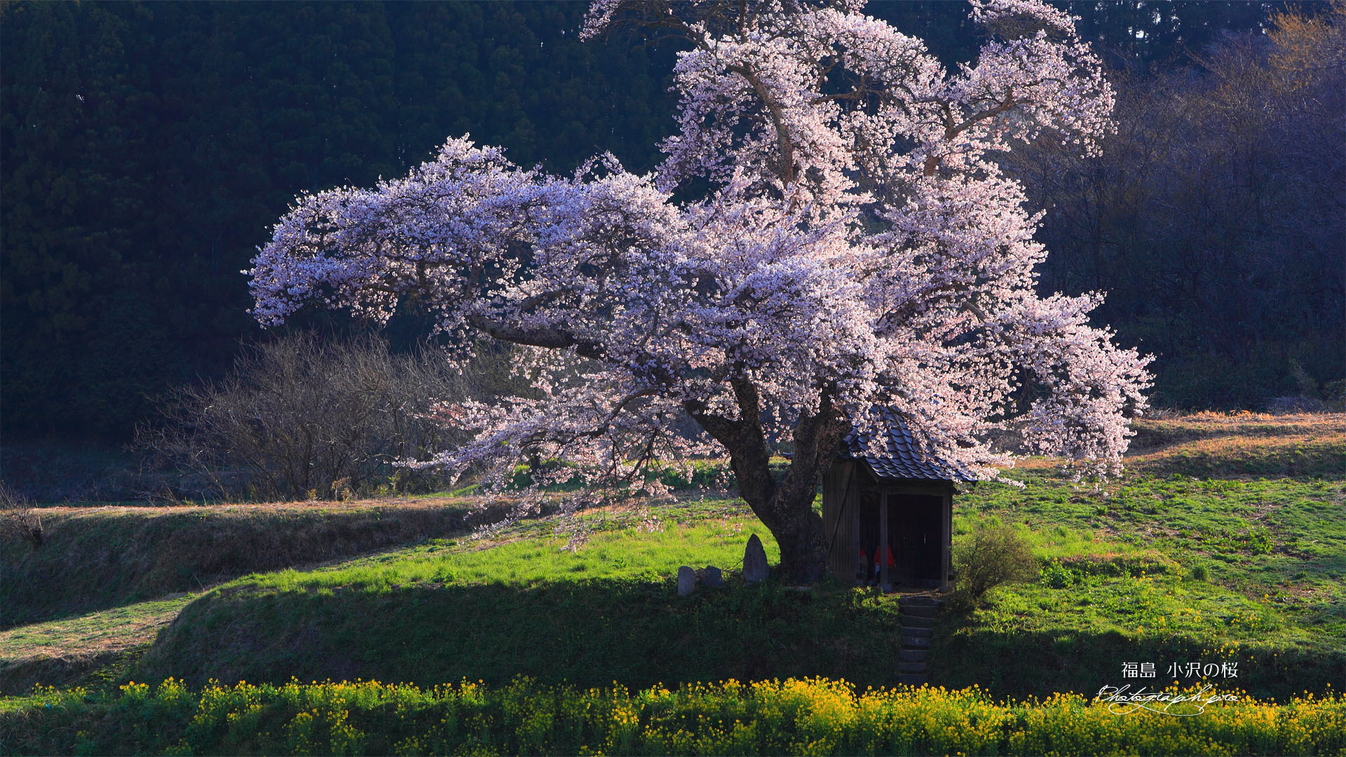 小沢の桜