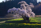 小沢の桜
