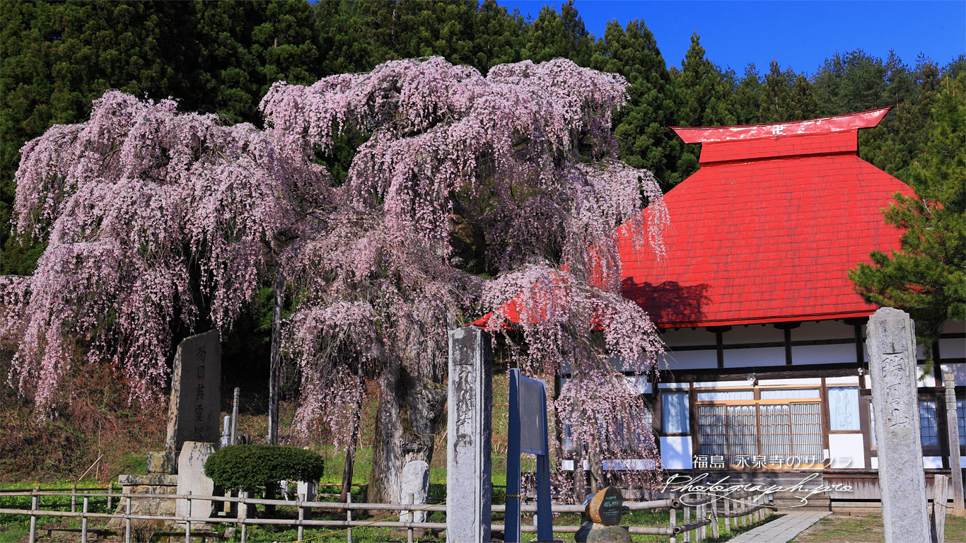永泉寺の桜と本堂 壁紙