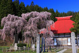 永泉寺の桜と本堂
