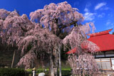 永泉寺の桜