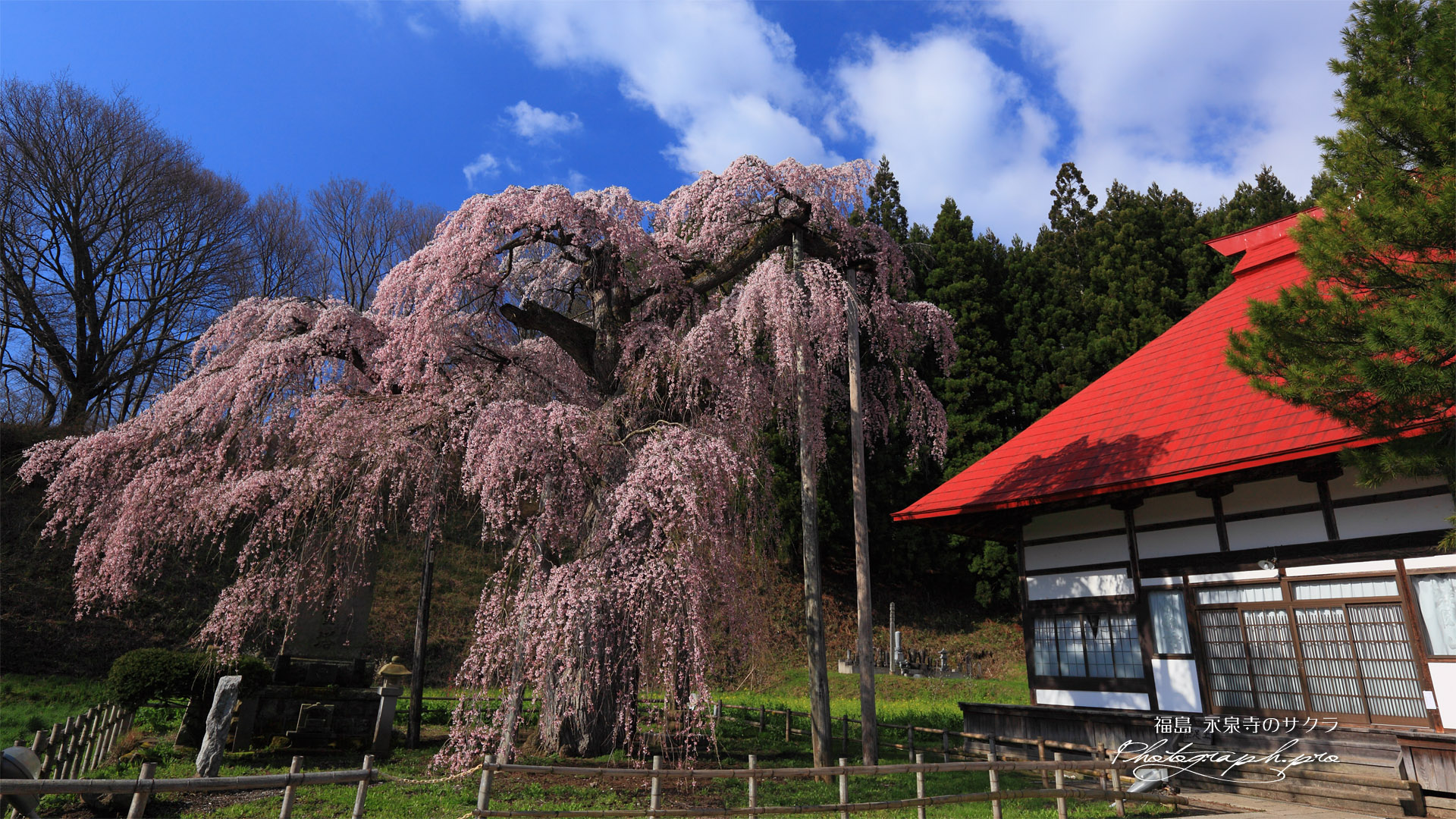 サイドからの永泉寺のサクラ