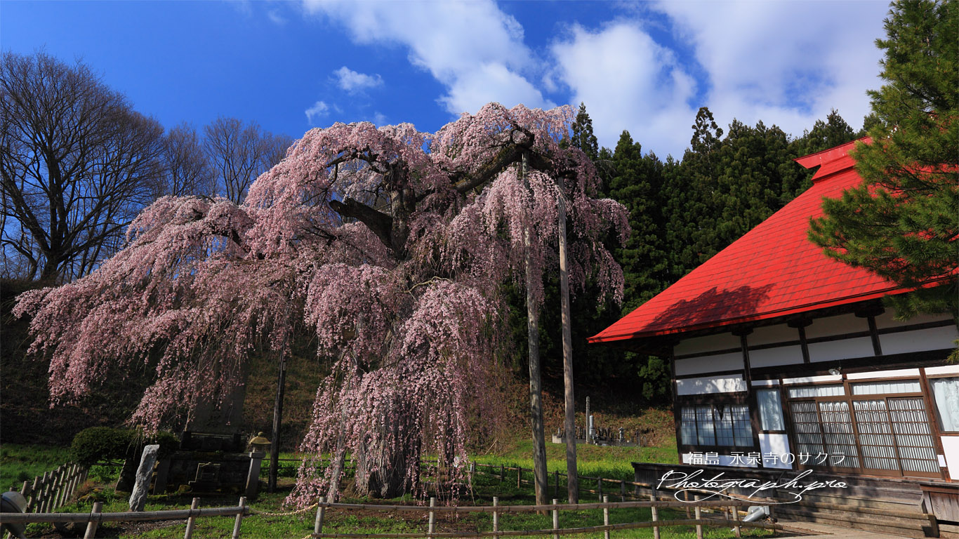 サイドからの永泉寺のサクラ 壁紙