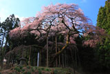 杉木立に囲まれた弁天桜