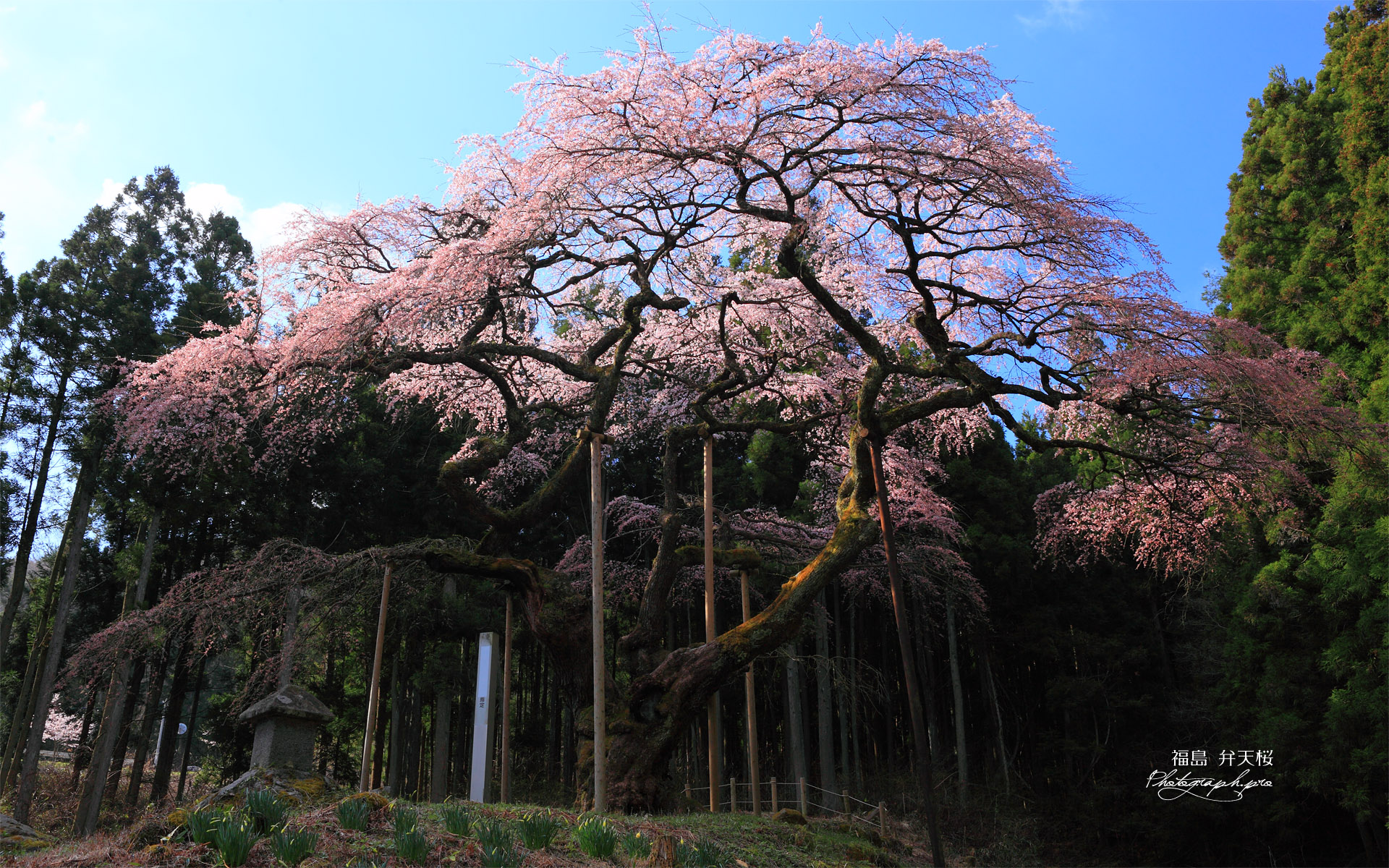 杉木立に囲まれた弁天桜