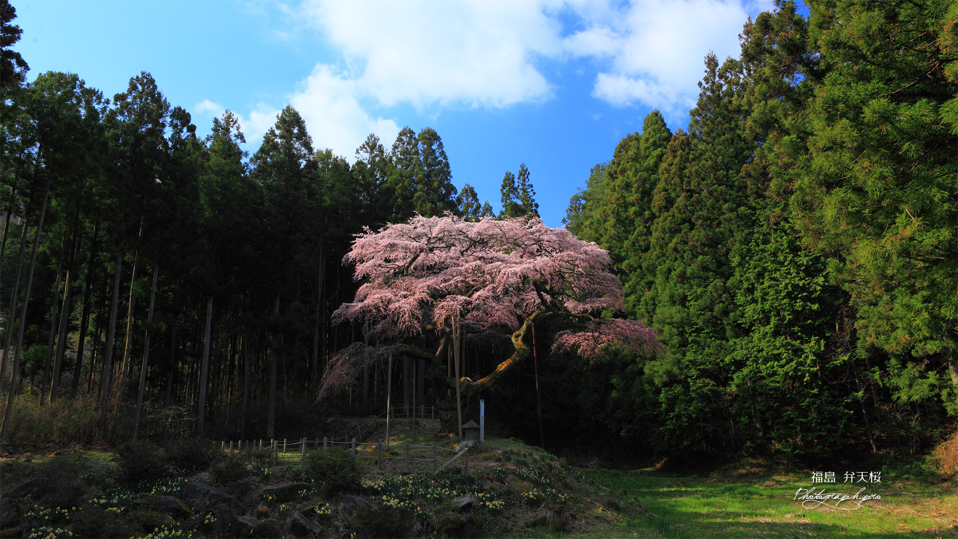 遠目から眺めた弁天桜