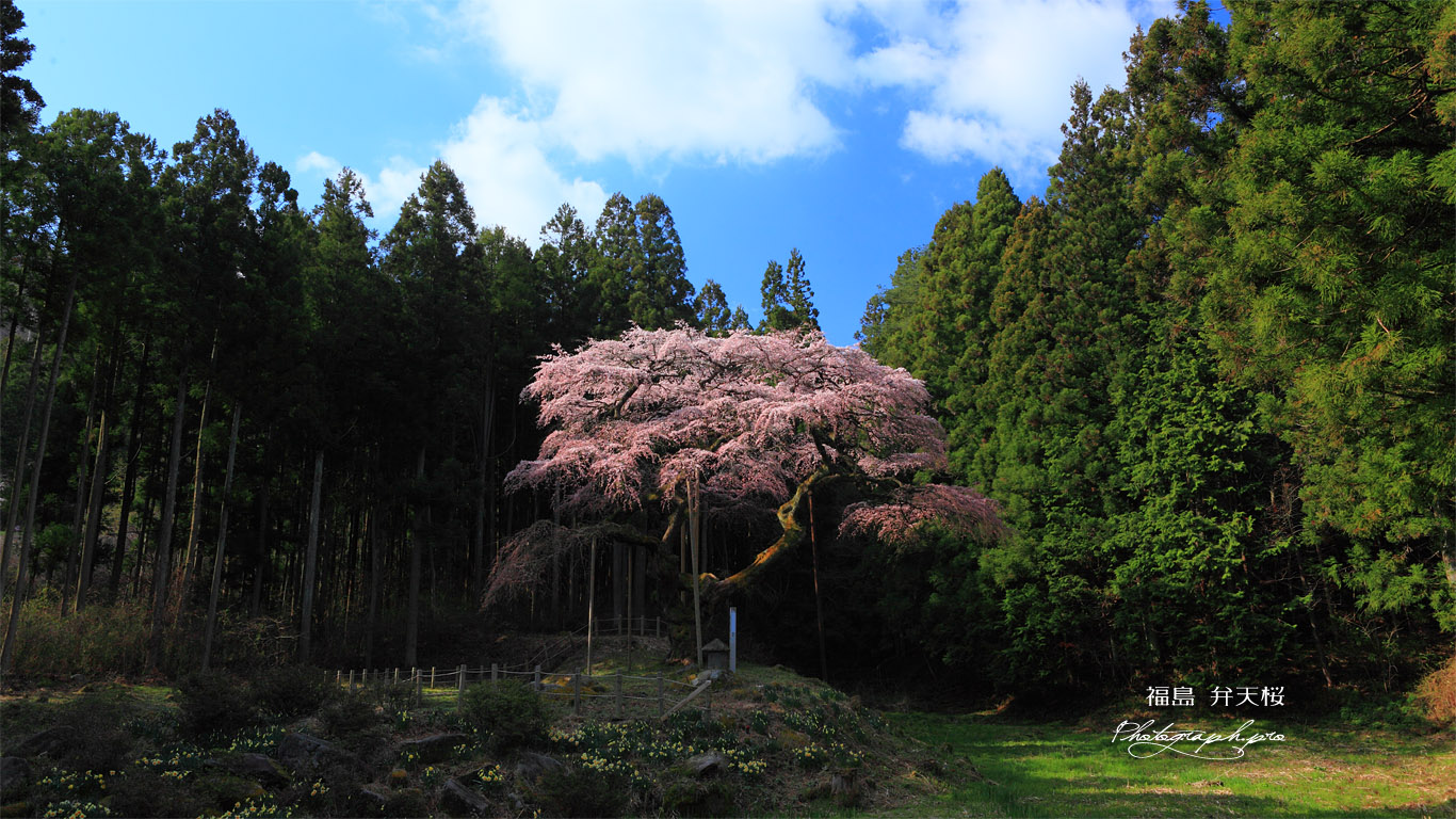 遠目から眺めた弁天桜 壁紙
