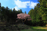 遠目から眺めた弁天桜