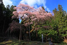弁天桜