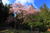 弁天桜
