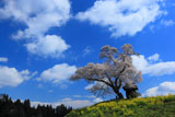 小沢の桜を下から見上げて