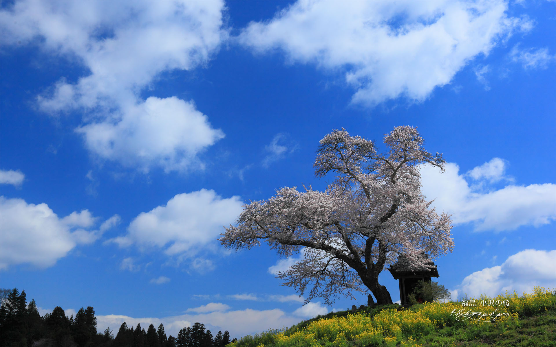 小沢の桜を下から見上げて