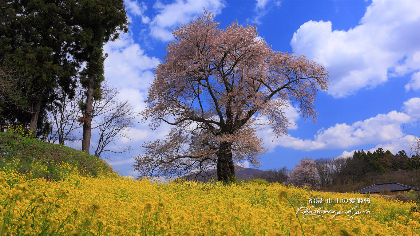 曲山の愛姫桜と羊雲 壁紙