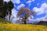 曲山の愛姫桜と羊雲