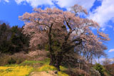 土手からの曲山の愛姫桜