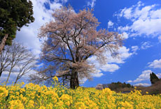 曲山の愛姫桜