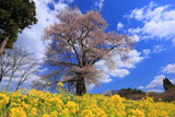 菜の花と曲山の愛姫桜