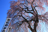 絵松神社の桜