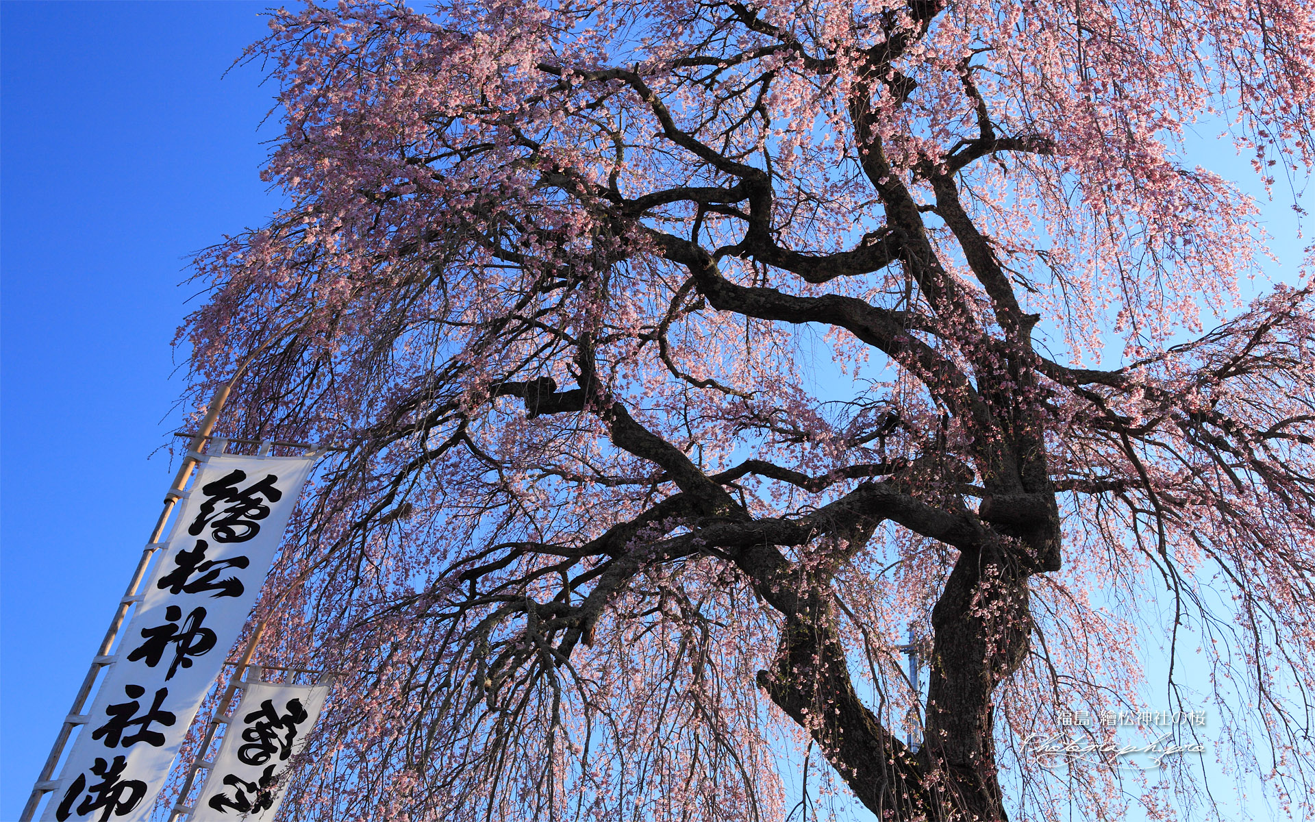 繪松神社の桜