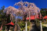 大聖寺のベニシダレ
