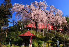 大聖寺のベニシダレ