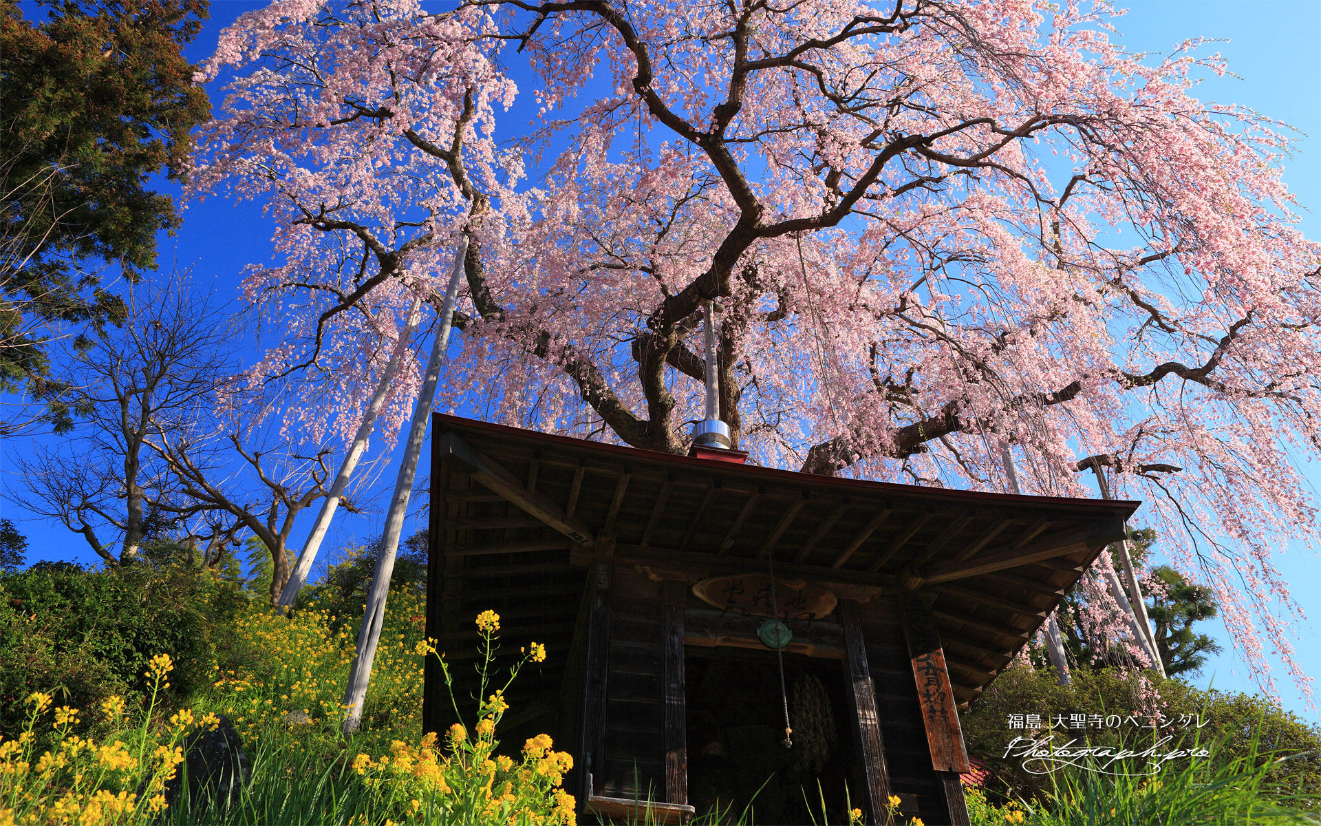 大聖寺のベニシダレ