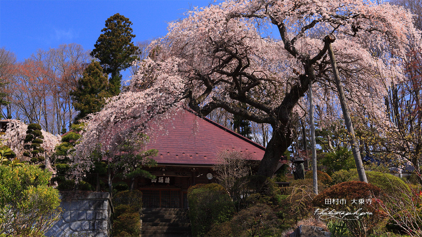 田村市 大乗寺本堂 壁紙